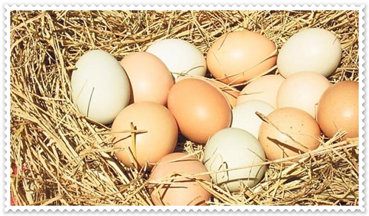 Yumurta Satın Alan Firmalar